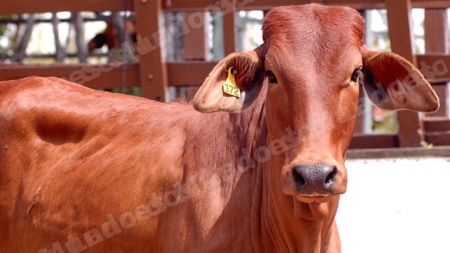 Lote em leilao em Brasil