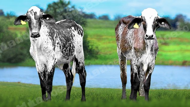 Lote em leilão em Brasil