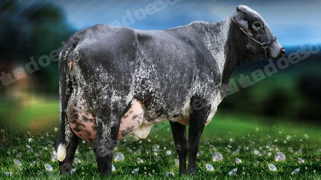 Lote em leilão em Brasil - Lote 91
