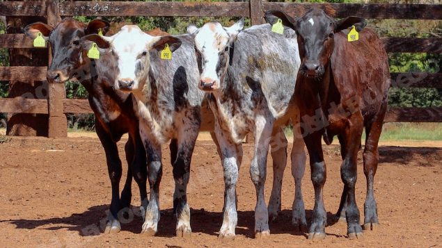 Lote em leilao em Cristalina/GO