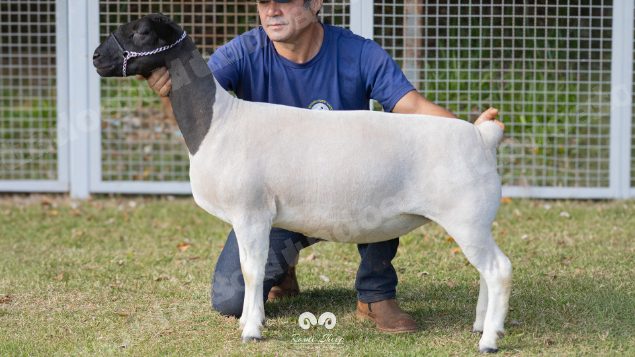 Lote em leilao em Brasil