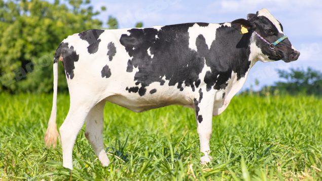 Lote em leilão em Brasil - Lote 365