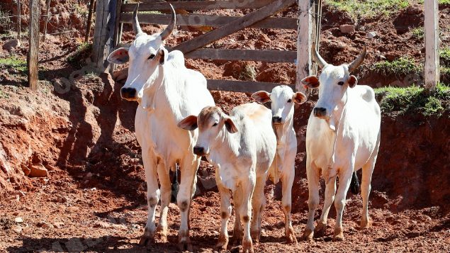 Lote em leilao em Pratápolis/MG