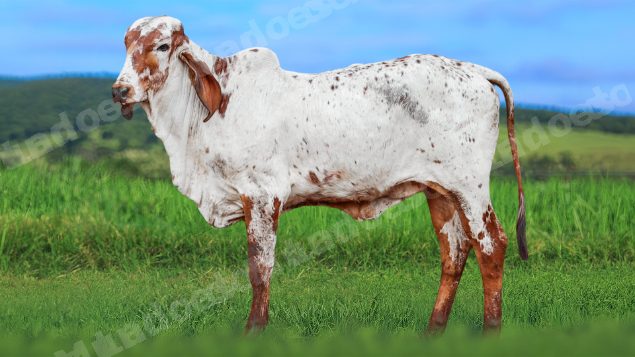 Lote em leilao em Álvares Florence/SP