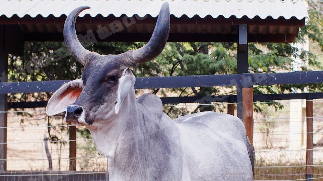Lote em leilao em Santa Luzia/PB