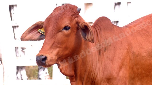 Lote em leilao em Brasil