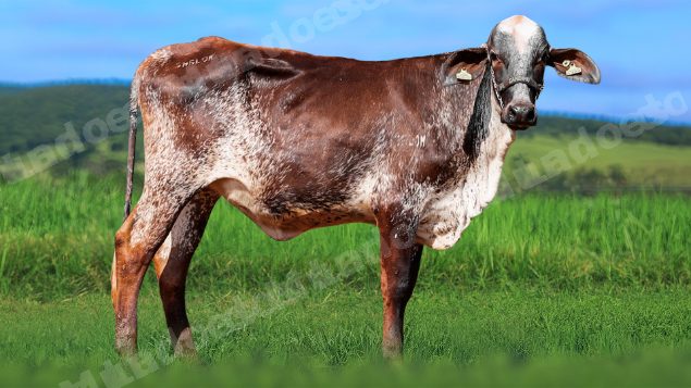 Lote em leilao em Álvares Florence/SP