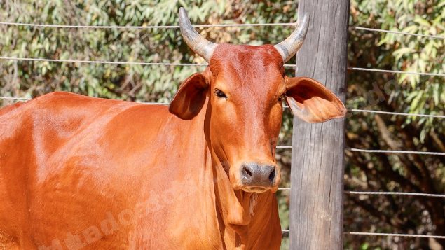Lote em leilao em Planaltina/GO