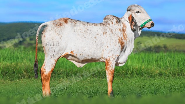 Lote em leilao em Brasil