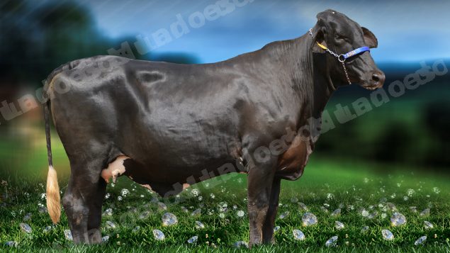 Lote em leilão em Brasil - Lote 92