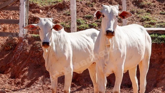 Lote em leilao em Pratápolis/MG