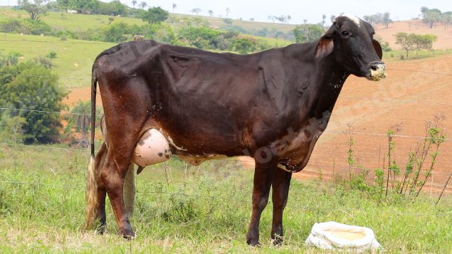 Lote em leilão em Dores do Indaiá/MG - Lote 22