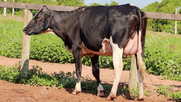 Lote em leilão em Jataí/GO - Lote 33