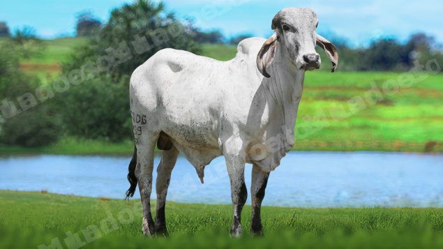 Lote em leilão em Brasil
