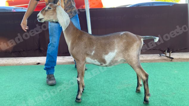 Lote em leilão em Brasil - Lote 267