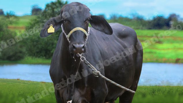 Lote em leilão em Brasil
