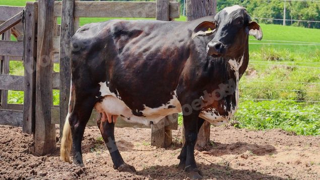 Lote em leilão em Jataí/GO - Lote 35
