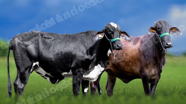 Lote em leilao em Miradouro/MG