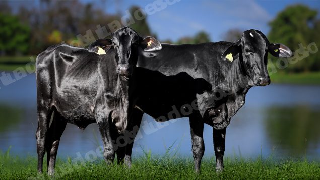 Lote em leilao em Carmo da Mata/MG
