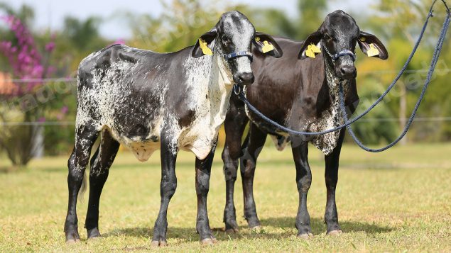 Lote em leilao em Brasil