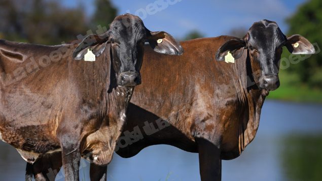 Lote em leilao em Carmo da Mata/MG