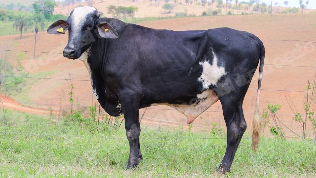 Lote em leilão em Dores do Indaiá/MG - Lote 23