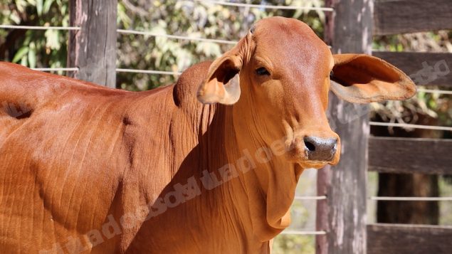 Lote em leilao em Planaltina/GO