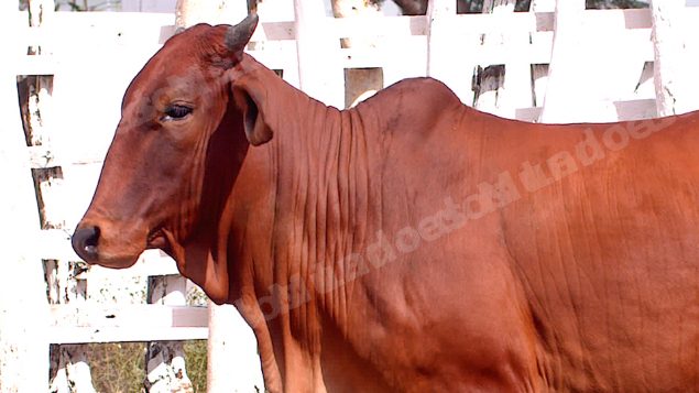 Lote em leilao em Brasil