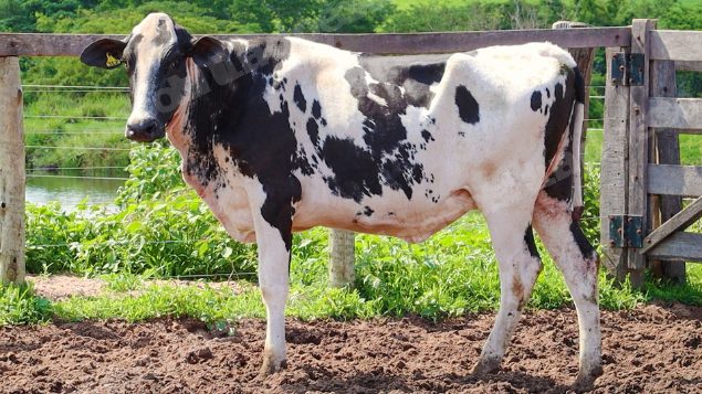Lote em leilão em Jataí/GO - Lote 36