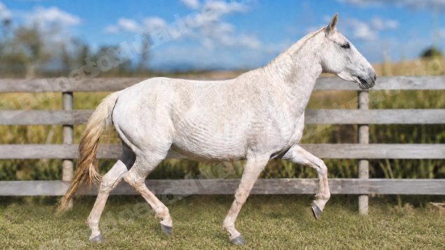 Lote em leilao em Brasil