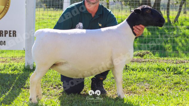 Lote em leilao em Brasil