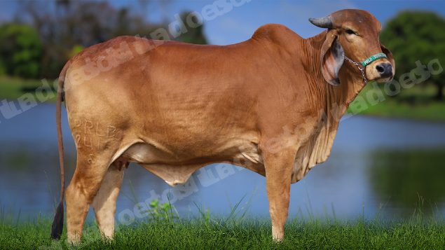 Lote em leilao em Carmo da Mata/MG