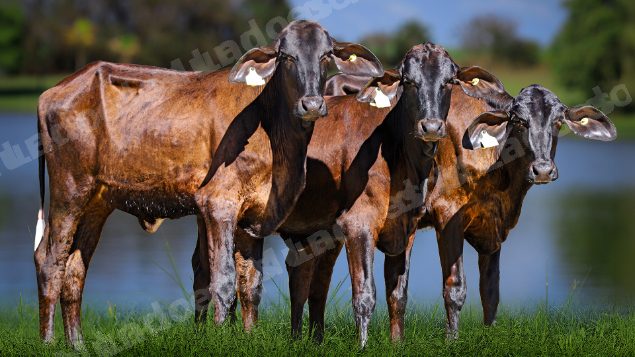 Lote em leilao em Carmo da Mata/MG