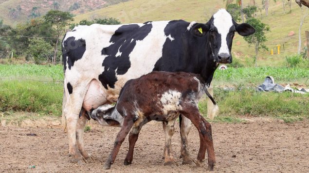 Lote em leilao em Silveiras/SP