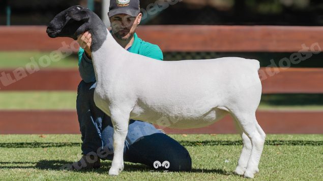 Lote em leilao em Brasil