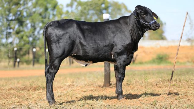 Lote em leilao em Brasil