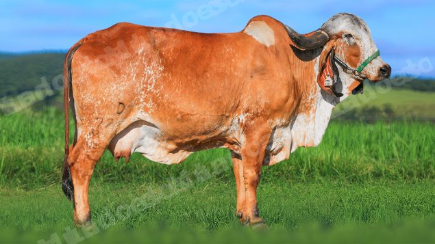 Lote em leilao em Brasil