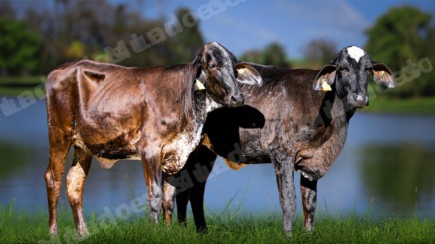 Lote em leilao em Carmo da Mata/MG