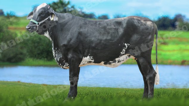Lote em leilão em Brasil