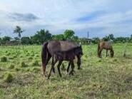 Imovel rural em leilao em Barra/BA