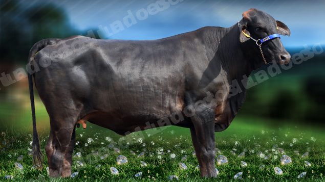 Lote em leilão em Brasil - Lote 96