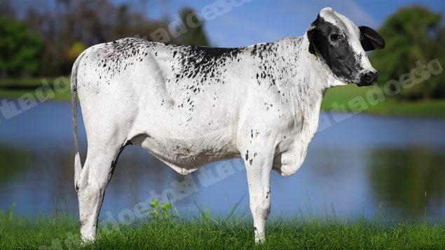Lote em leilao em Carmo da Mata/MG