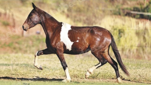 Lote em leilao em Brasil