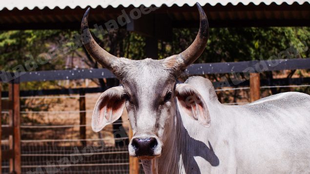 Lote em leilao em Santa Luzia/PB