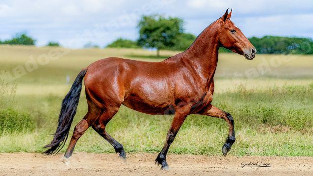 Lote em leilao em Brasil