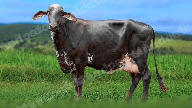 Lote em leilao em Álvares Florence/SP