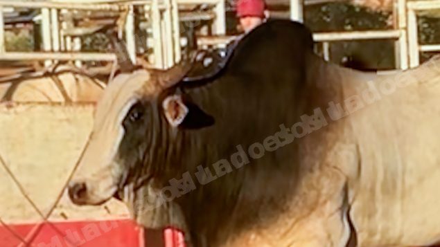 Lote em leilao em Sabino/SP