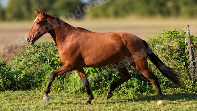 Lote em leilao em Brasil