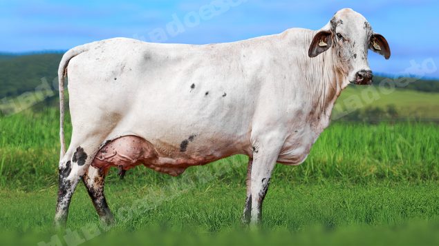 Lote em leilao em Álvares Florence/SP
