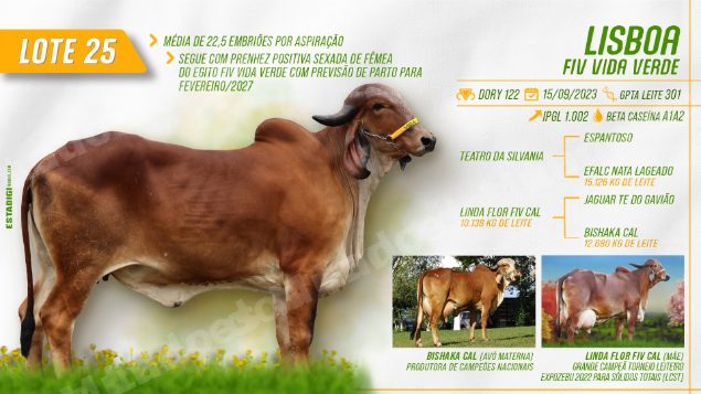 Lote em leilão em Jales/SP - Lote 26